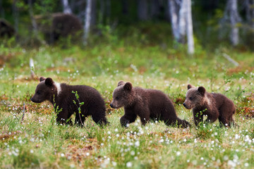 Naklejka premium Three beautiful bear cubs