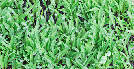 Closeup of green grass covered in morning dew