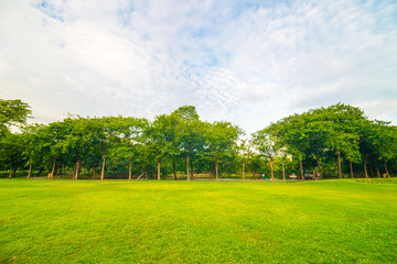 Green lawn on park field in Bangkok