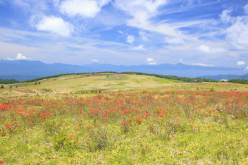 Fototapeta na wymiar 霧ヶ峰高原のレンゲツツジと遠くに御嶽山　長野県諏訪市