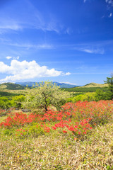 霧ヶ峰高原のレンゲツツジ　長野県諏訪市