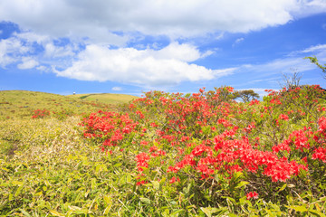 霧ヶ峰高原のレンゲツツジと車山　長野県諏訪市