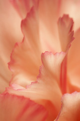 Fototapeta na wymiar Carnation flower fragment