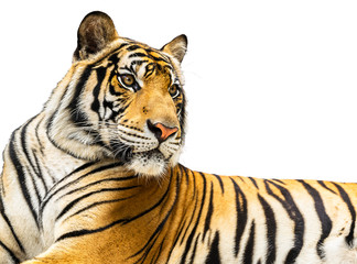 Tiger isolate on white background