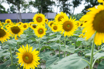 Obraz premium sunflowers in the green garden