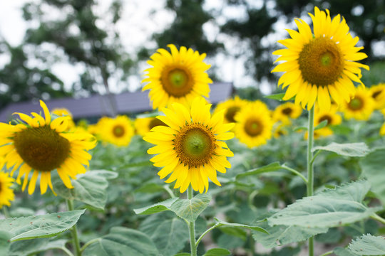 sunflowers in the green garden