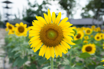 Obraz premium sunflowers in the green garden