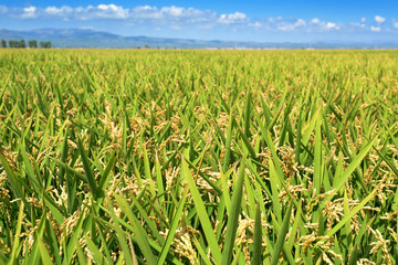 paddy field in the Ebro Delta, in Catalonia, Spain