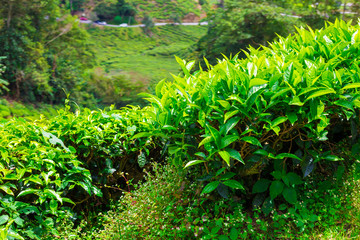 Naklejka premium Landscape of tea Plantations, Cameron highlands