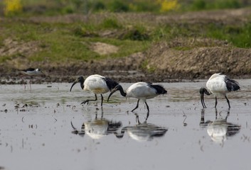 Three sacred ibis reflected in water in their natural habitat looking for food