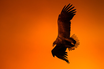 Obraz na płótnie Canvas Eagle at Sunset