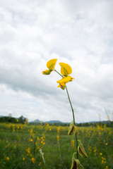 yellow hemp flower in the cloudy background