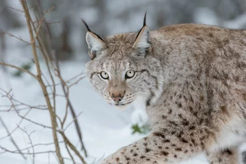 Deurstickers Lynx wilde kat © andyastbury