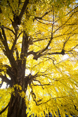The fall season of Nishi Honganji temple in Kyoto