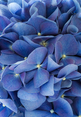 Blue hydrangea texture