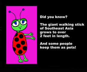 Education cartoon showing a bug and the words, 'Did you know?  The giant walking stick... 2 feet in length... keep them as pets!'.
