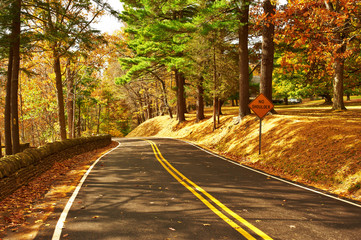Autumn scene with road in forest