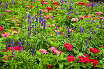 Colorful english country garden