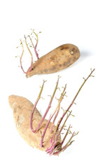 sweet potato sprout on white