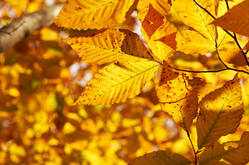 Autumn yellow leaves background