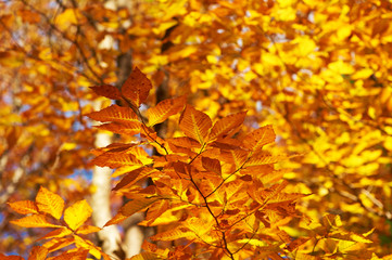 Fototapeta na wymiar Autumn yellow leaves background
