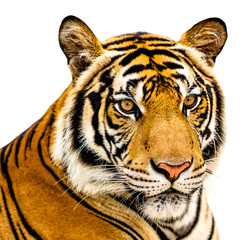 Tiger isolate on white background