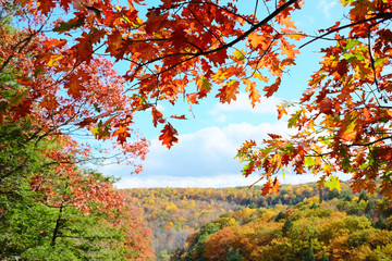 Autumn scene