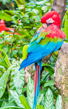 brightly colored parrot