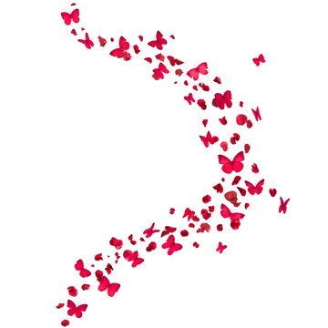 red rose petals and butterflies curve, isolated on absolute white