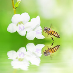 Bee in nature. Reflection in water.