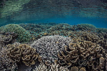Fototapeta na wymiar Healthy Coral Reef in Indonesia