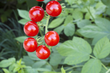 Red cherry tomatoes