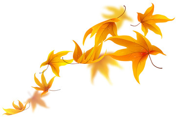 Naklejka na ściany i meble Autumn maple leaves falling and spinning isolated on white