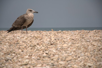 A lone seagull on a stony beach