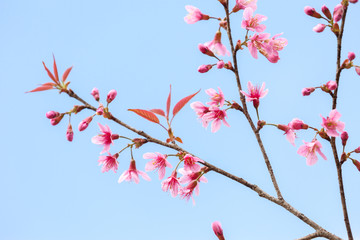 Himalayan Cherry (Prunus cerasoides) blooming.