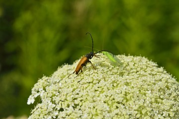 Denticollis linearis