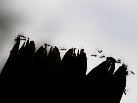 silhouette caterpillar on leaf
