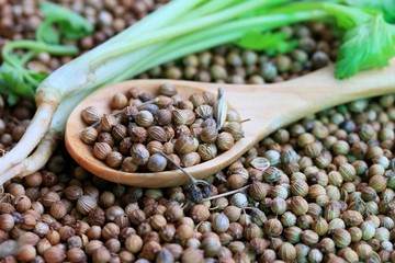 Fresh coriander and dried seeds