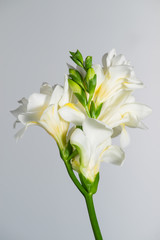 Fototapeta premium The branch of white freesia with flowers and buds on a gray back