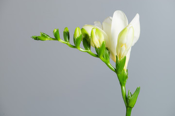 The branch of white freesia with flowers and buds on a gray back