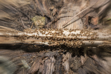 Group of termite are eating wood
