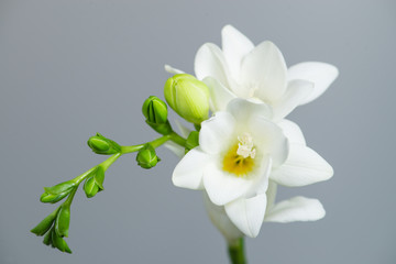 Naklejka na ściany i meble The branch of white freesia with flowers and buds on a gray back