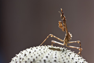 Empusa Pennata Female brown background