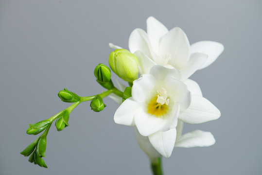 Fototapeta The branch of white freesia with flowers and buds on a gray back