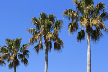 Obraz premium 青空