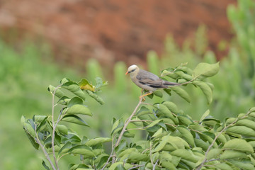 Fototapeta premium bird in the mountain