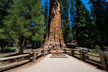 Sequoia National Park, California, USA