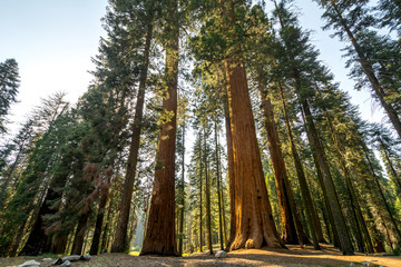 Sequoia National Park, California, USA