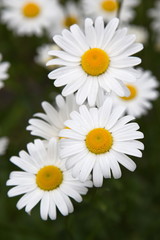 Fototapeta premium Camomile