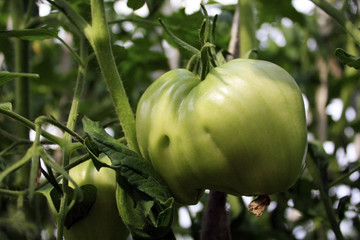 large green tomato ripening on the twig
